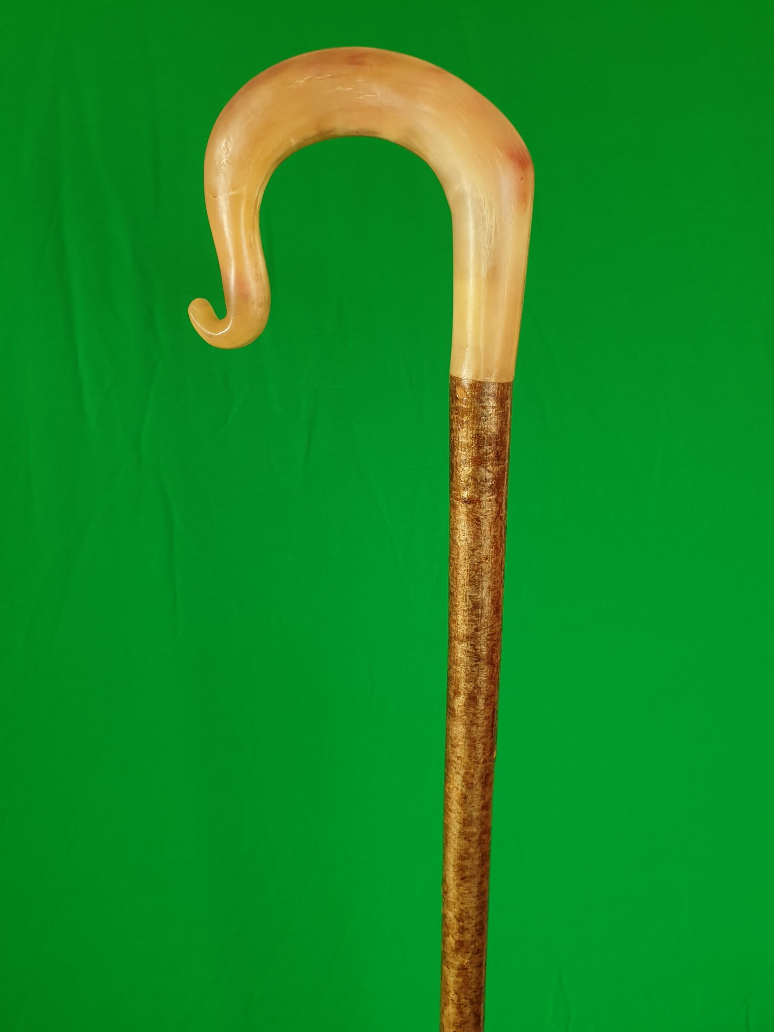 Rams horn walking stick