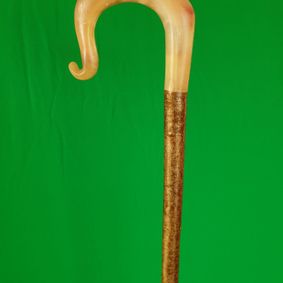 Rams horn walking stick
